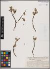 Foto von Salix caprea L.